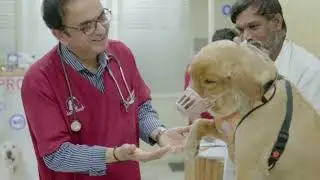 Raw Nutrition That Supports Better Skin in Dogs