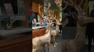 Christmas decor, life size reindeers with Reindeer antler chandelier