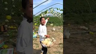 She Harvesting Amazing Honeydew Melon 🍈🍈 | Delicious Fruits Farming #shorts #youtubeshorts