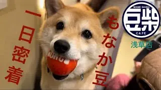 【豆柴】浅草店「もなか豆の1日に密着」