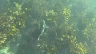 Pj Shark