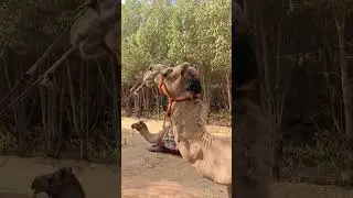#bs #nature #ajaydevgan #amrishpuri #naam #performance #ship #desert #heart #views #height