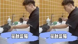 Daily care and cleaning: Blue Cat, face with smile #Pet bath #Blue cat #Pet care and cleaning