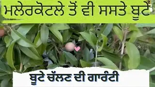 ਮਲੇਰਕੋਟਲੇ ਤੋਂ ਵੀ ਸਸਤੇ ਰੇਟਾਂ ਦੀ ਨਰਸਰੀ ਬੂਟੇ ਚੱਲਣ ਦੀ ਗਾਰੰਟੀ ਲੈਂਦੇ ਨੇ Garcha Nursery Barnala