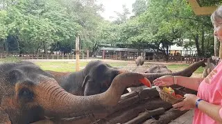 Unbelievable moment wildlife elephant in Asian | Wild  Animal Tube News SriLanka #elephant #wildlife