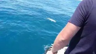 SNAPPER ADELAIDE - LAWRIE FISHING CHARTERS SA