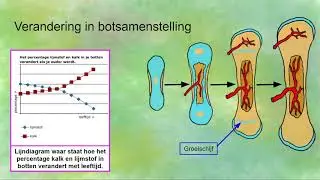 Verandering in botsamenstelling