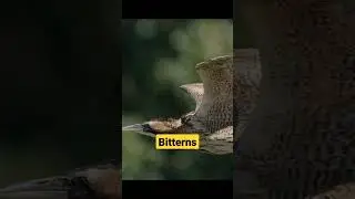 Bitterns 💛