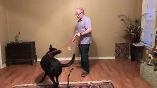 How to stop a dog from rushing the door. Using a visual barrier.