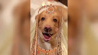 Little John&rsquo;s tries Snappy Videos | Cute funny dog