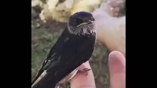 Mitch, My Birdie Friend