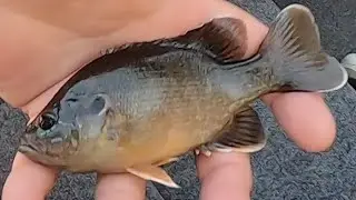 Sunfish Surprise