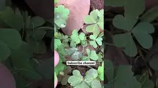 Changeri # Oxalis corniculata # Ayurvedic medicinal plant