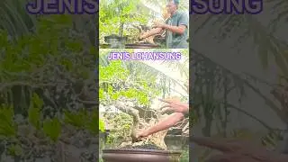 ADA BEBERAPA JENIS LOHANSUNG@mahkotabonsai#shorts#bonsai