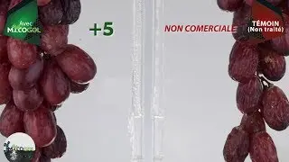 Mycogel - Raisin de table Crimson, après récolte | Agrocode Bioscience