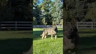 Heidi the Czech line German shepherd #germanshepherd #czechshepherd #k9 #working dog