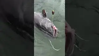 Epic CATFISH BATTLE from the Boat😱! MONSTER River FISH💪 | Catfish fishing with a float🎣