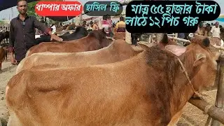 মাত্র ৫৫ হাজার টাকা ১২ পিছ  প্যাকেজের গরু জেঠুয়া গরুর হাট  