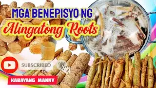 Paano gumawa ng alingatong tea