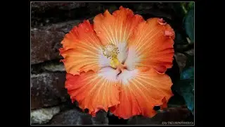 Rosas Chinas !! Cayena / Hisbiscus / Rosa Sinensis. Cuidado no Olvides Likear