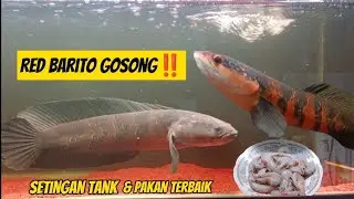 Channa Red Barito Gosong 😱 Penyebab dan Cara atasi || Udang Pakan terbaik 💯