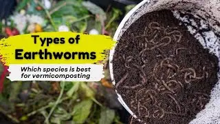 Types of Earthworms Used for Composting | Natural Farming and Composting | Give Me Trees Trust