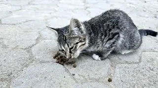 Hungry Kitten Eating Food | Cute Street Cat Enjoying Her Meal 😺🍽️