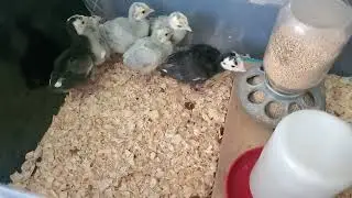The Blue Slate Turkeys poults are growing fast!