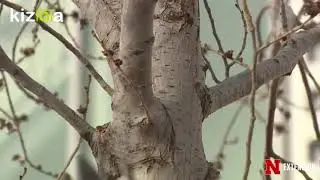 Kizoa Movie - Video - Slideshow Maker: summer pruning 2
