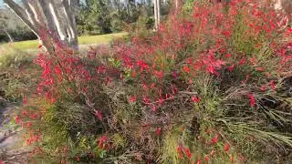 Freedom the Parrot Sees Firecracker Plant by East Kingsbridge & Pond with Trees! Oviedo, Florida 