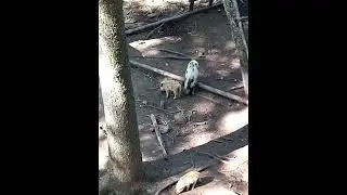 Дикие #кабаны #обожают #чесаться#Wild boars are #very #clean