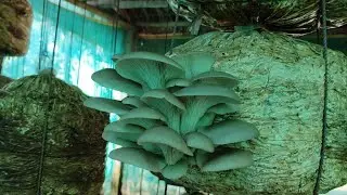 Mushroom Farming a way of strong rural economic empowerment #mushroomfarming#organic