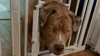 I Thought Adopting This Blind Dog Was a Mistake... Until He Did This