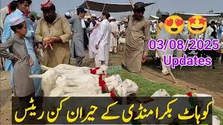 Bakra Mandi Kohat Sunday  Update 3 August 2025 | 2026 Qurbani Bakra Eid Ka Mall