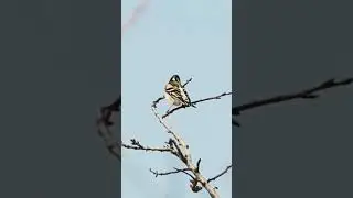 Brambling
