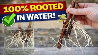How to Root Grape Vines in Water | Easiest Method for Beginners! Tips