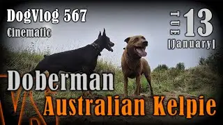 Australian Kelpie dog plays with Doberman: slow motion dog moments #dogvlog #dogwalkinglife #slowmo 