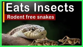 7 snakes that eat insects | Snakes that don't eat rodents | snake that eat bugs | Rodent free snakes