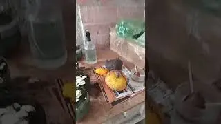 como plantar manga pelo caro&ccedil;o numa garrafa pet