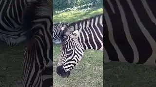 Zebra in Safaripark#shorts#reels#animals #zoo#zebra