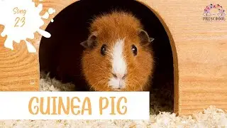 Guinea Pig Groove: A Song for Guinea Pigs | GUINEA PIG | Pets | Furry Friend | Learning through Song