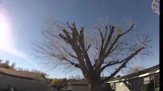 Time Lapse Tree Trim