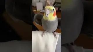 Cockatiel Gives You Kisses #bird #cockatiel #parrot #yumyumthetiel