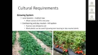 Grow & Give: Berries for the CO Garden - Strawberries