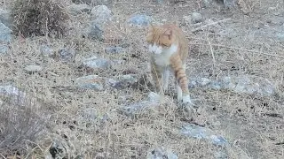 A Mountain Adventure &ndash; Harry Style Pt 1 | The Blind Cat Who Chose His Own Trail 🐾⛰️