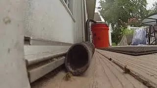Sucking Up The Stingers.