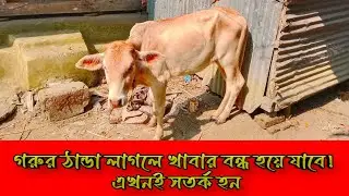🐄গরুর ঠান্ডা লাগলে খাবার বন্ধ হয়ে যাবে! এখনই সতর্ক হন ।  29 January 2026