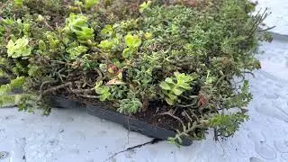 TUNDRA PACK | SOPREMA | GREEN ROOF | ZAĻAIS JUMTS