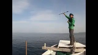 Biologging study on a juvenile  Pitted Stingray (Dasyatis brevicaudata) in the Seto Inland Sea