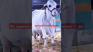 #cowmandi#finecattle#bull#loading#armani#animals#lalukhaitmandi#sawti#AQcattle#aamazingcattle#rajab